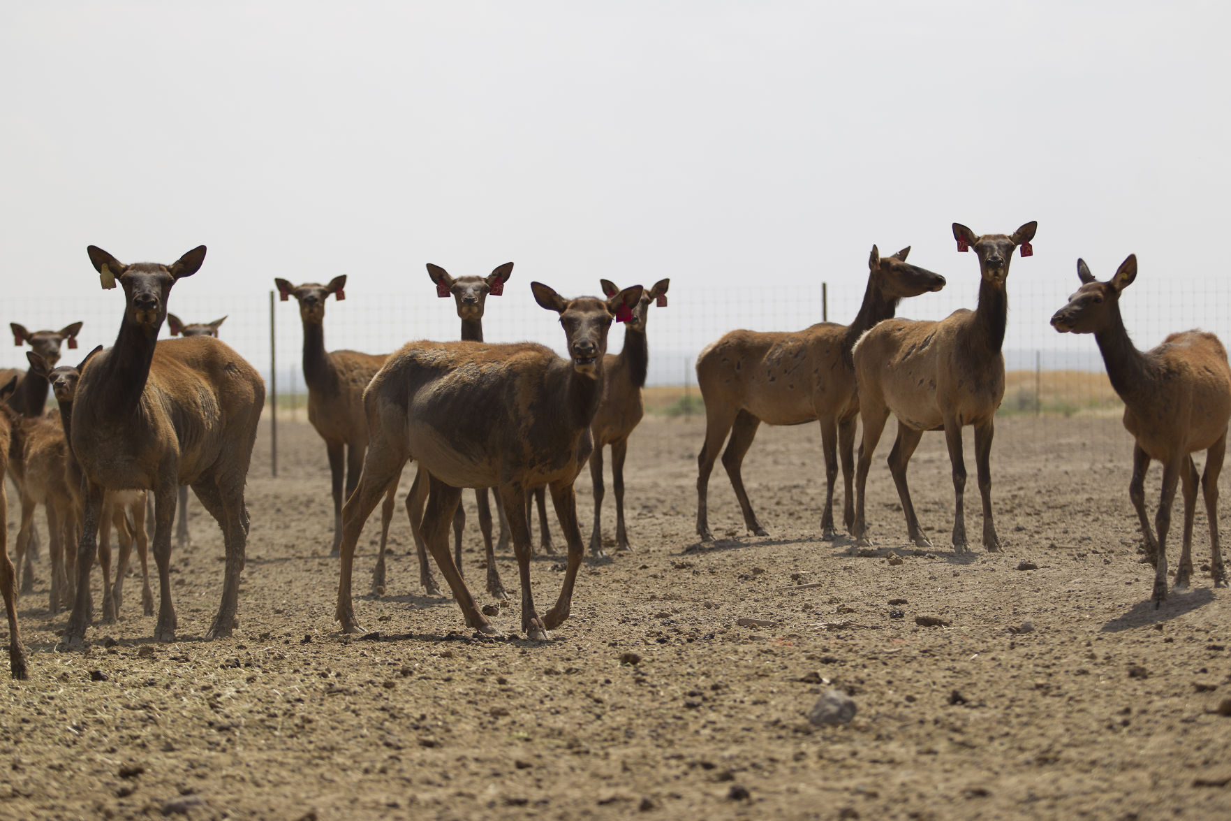 P-T Elk Farm